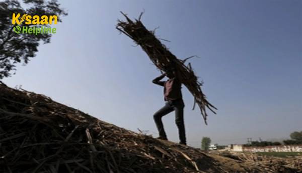 महाराष्ट्र और आस-पास के राज्यों में भारी वर्षा के कारण गन्ने की पेराई में देरी होगी